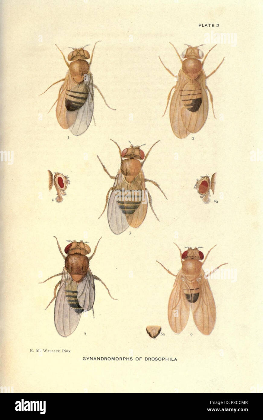 Contributi per la genetica di Drosophila melanogaster ... Washington,Carnegie Institution di Washington,1919. http://biodiversitylibrary.org/page/805547 2 Contributi per la genetica di Drosophila melanogaster (1919) - piastra 2 - pagina BioDivLibrary 805547 Foto Stock