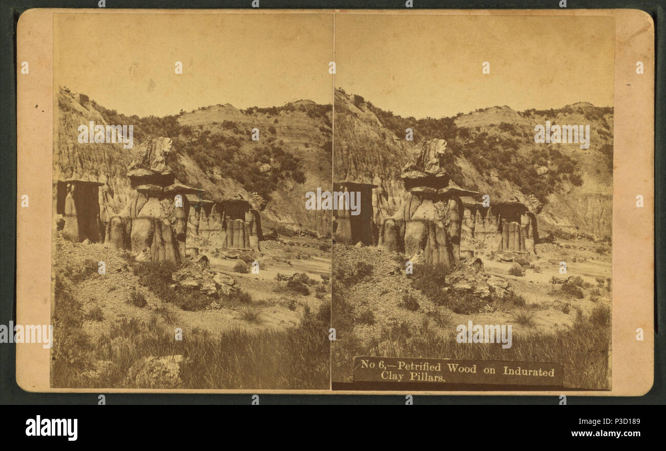 235 Legno pietrificato su indurated pilastri di argilla, dalla Croce, W. R. (William R.) Foto Stock