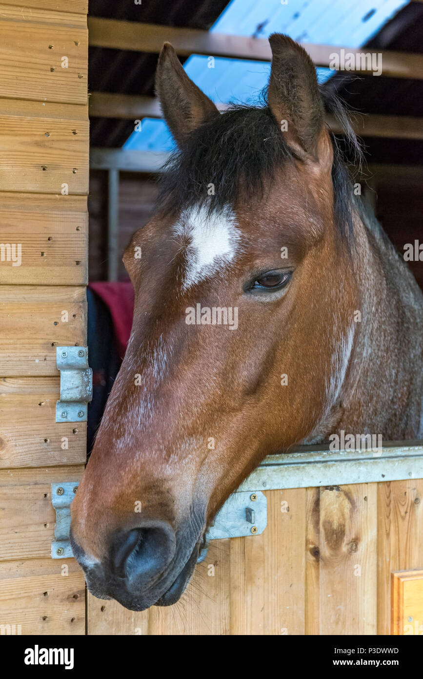 Un cavallo guardando fuori della porta della stalla. Foto Stock