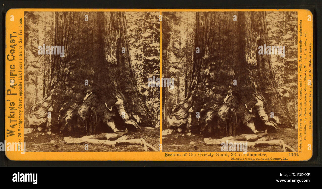 267 Sezione del Grizzly Giant, 33 ft. diametro, Mariposa Grove, Mariposa County, Cal, da Watkins, Carleton E., 1829-1916 Foto Stock