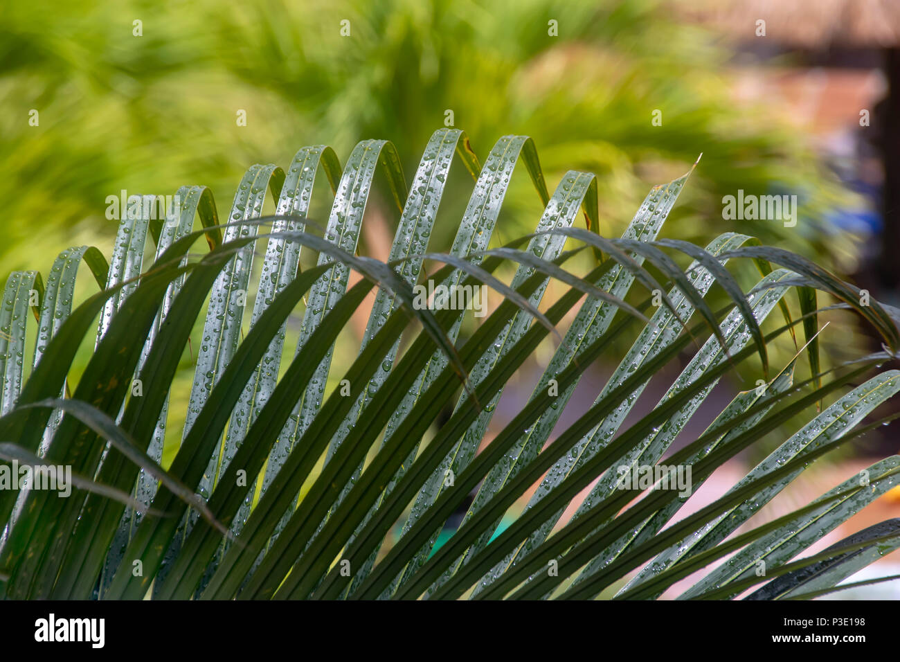 Foglia verde di una palma con gocce di acqua dopo una pioggia Foto Stock