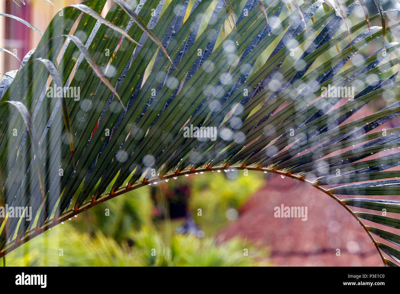 Foglia verde di una palma con gocce di acqua dopo una pioggia Foto Stock