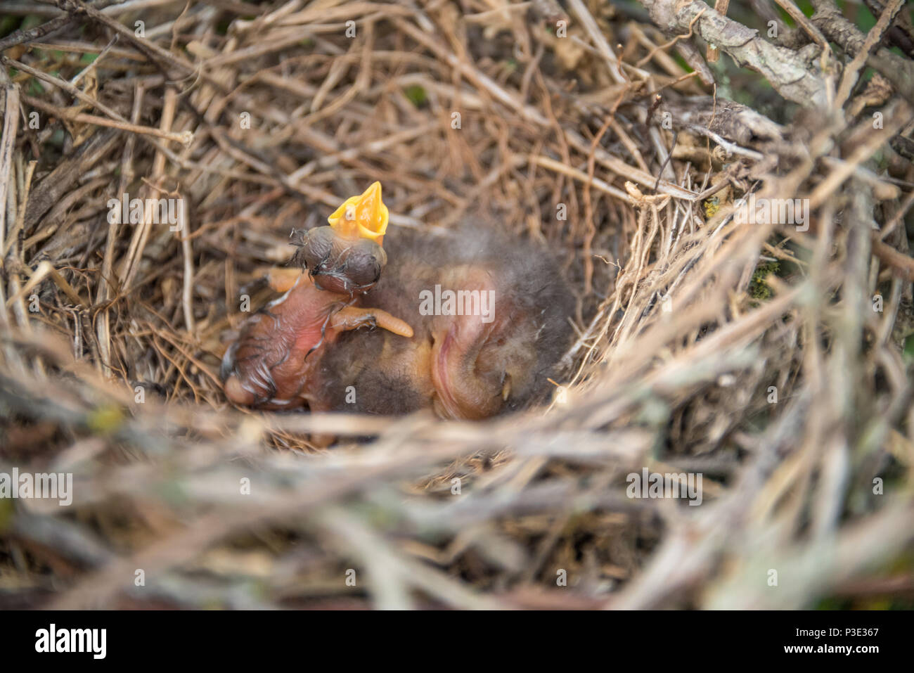 Il neonato uccello con la bocca aperta nel nido. Foto Stock