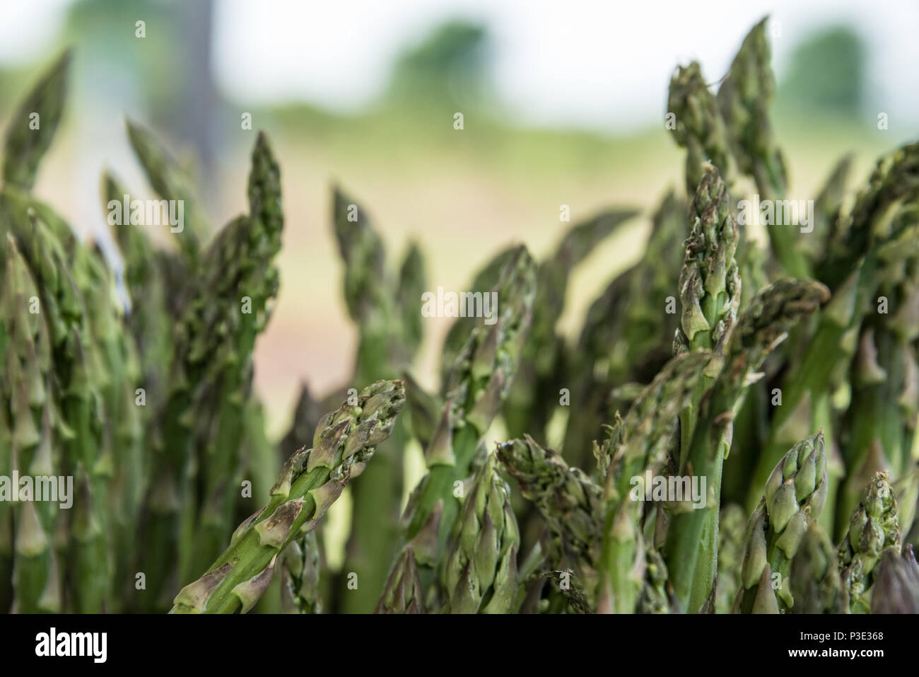 Asparagi organico per la vendita in un agriturismo vicino a freccia tratteggiata, Oklahoma. Foto Stock