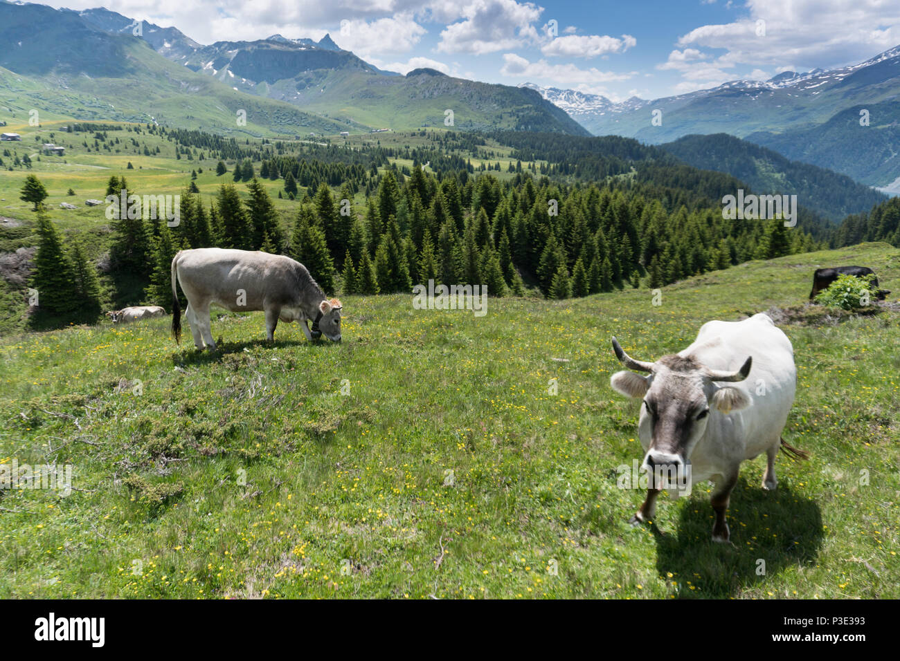 Idilliaco paesaggio di montagna in estate con le mucche e montagne innevate sullo sfondo Foto Stock