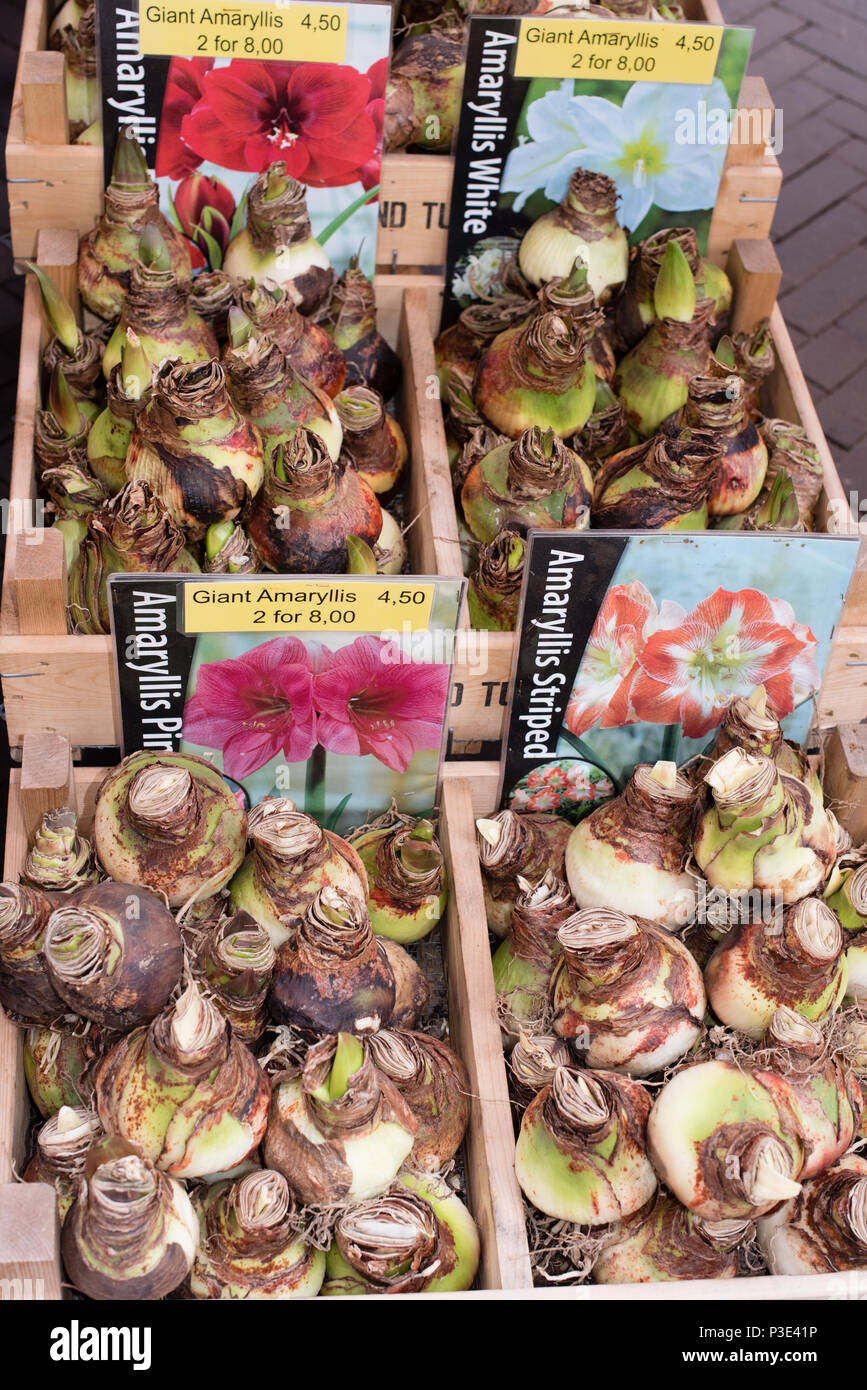 Lampadine olandese nel mercato dei fiori di Amsterdam Foto Stock
