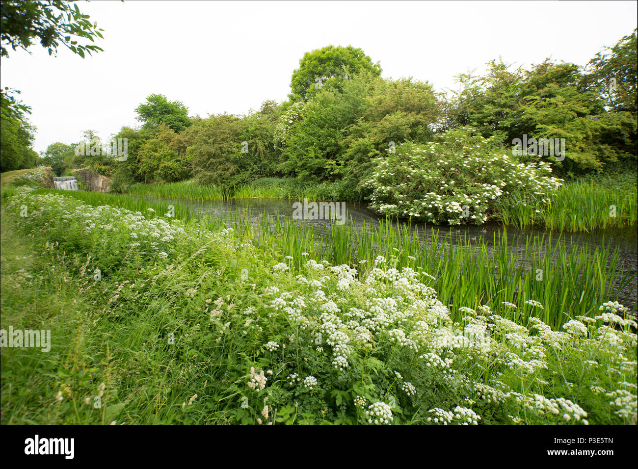 Una sezione del canale di Lancaster e bloccare a Tewitfield serrature della Cumbria/Lancashire confine. Ci sono una serie di blocchi che qui non sono più di noi Foto Stock