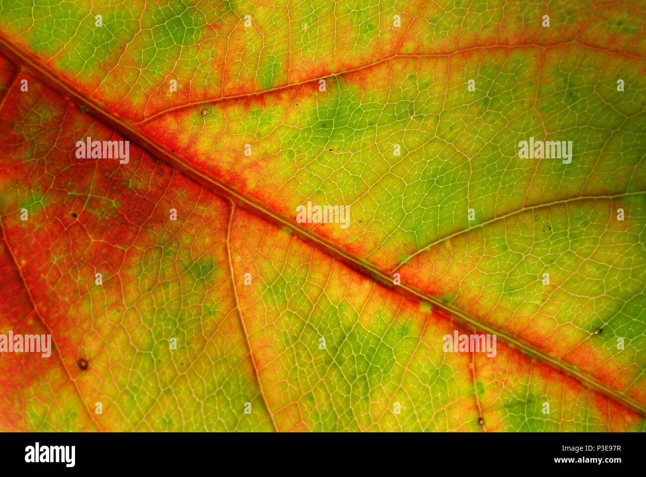 Carta Catramata 100 Foglie Di Mandorlo Marino (Terminalia Catappa) Sciolte 10-20 Cm - Per Acquario D'acqua Dolce, Trattamento Naturale Foglie Catappa Acquario - Foto 4