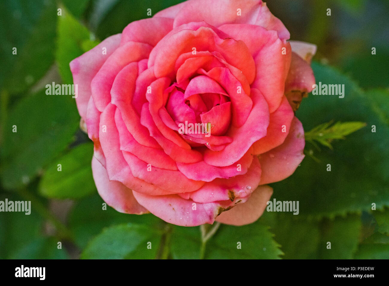 Miniatura rosa rosa Foto Stock