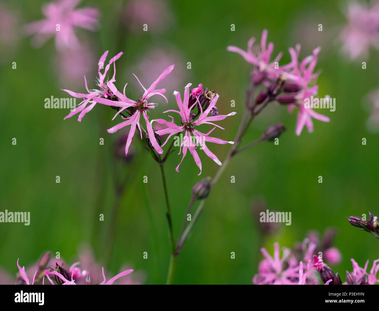 Ragged Robin Lychnis flos-cuculi Foto Stock