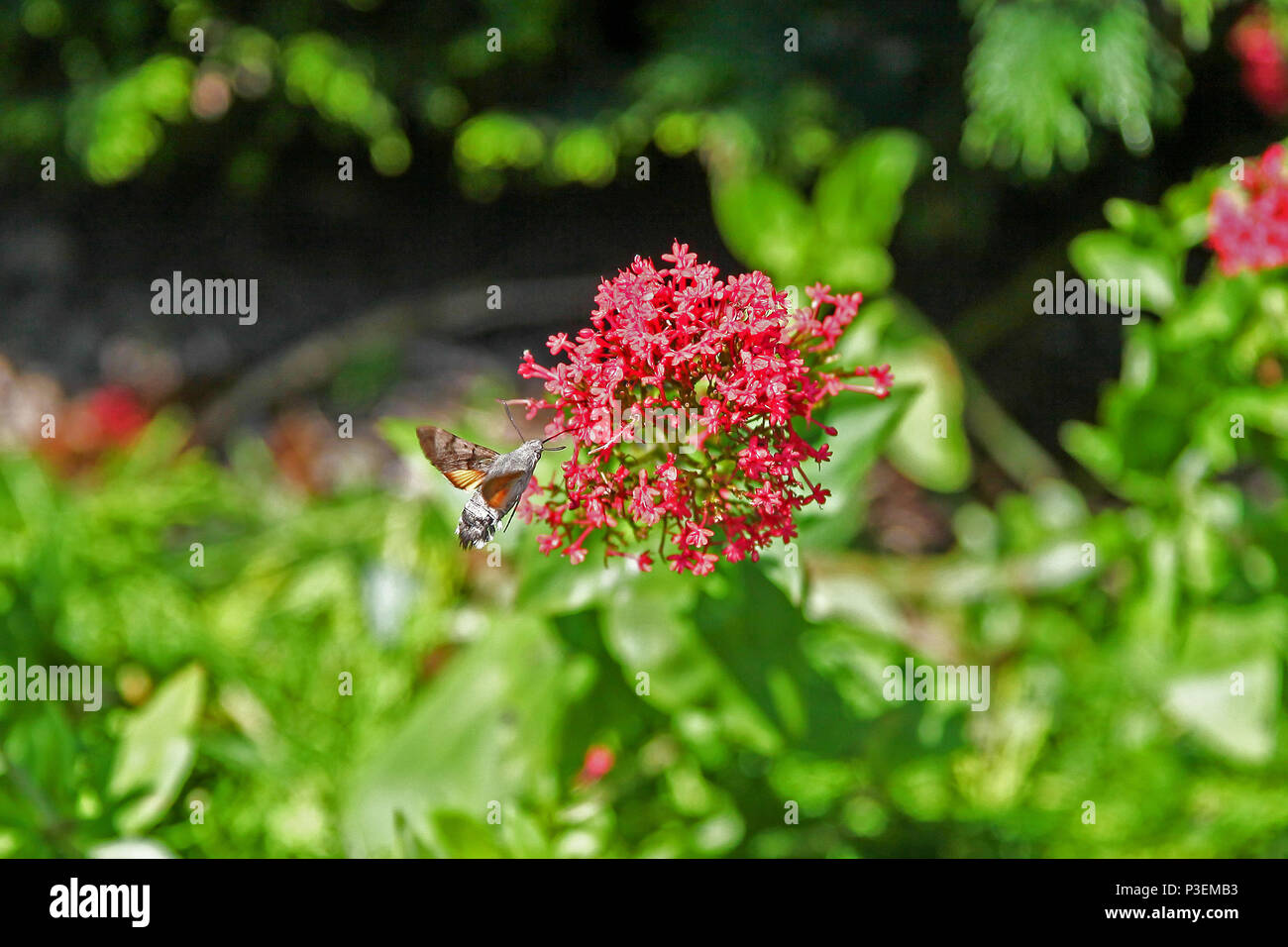 Una falce di Hummingbird (Macroglossum stellatarum) che si aggira accanto ad un fiore Valeriano Rosso (Centranthus ruber) con il suo nettare lungo di raccolta della lingua Foto Stock