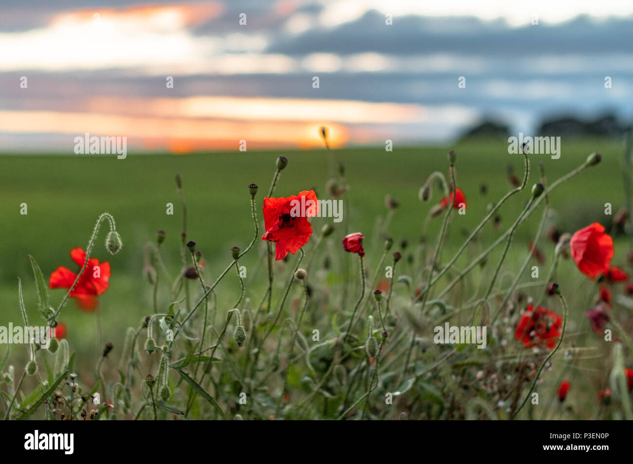 Splendida papaveri rossi riempiendo un campo vicino al West Yorkshire villaggio di Ackworth. Foto Stock