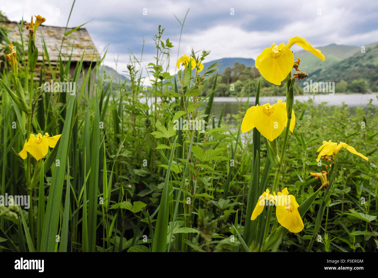 Bandiera gialla iride fiori (Iris pseudacorus) fioritura sul bordo d'acqua accanto a Grasmere lago d'estate. Cumbria Lake District National Park England Regno Unito Foto Stock