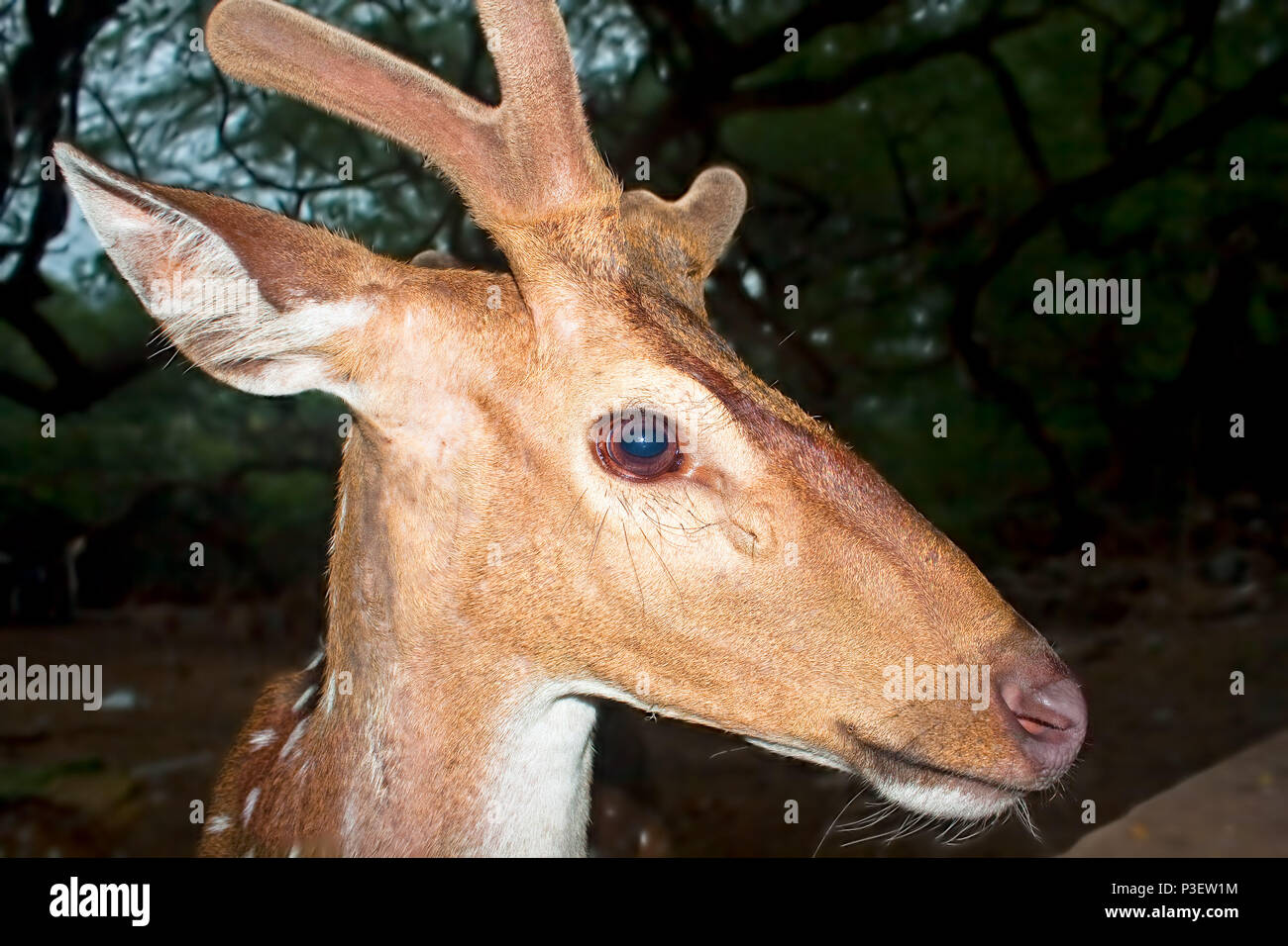Young Buck cervi nei boschi di notte, India Foto Stock