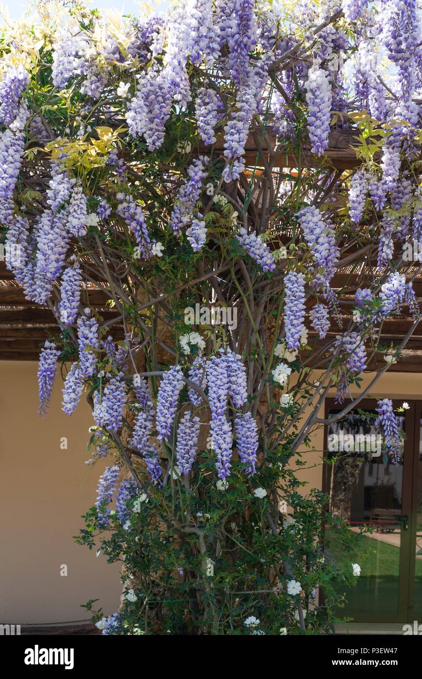 Albero di glicine nei giardini della fattoria Foto Stock