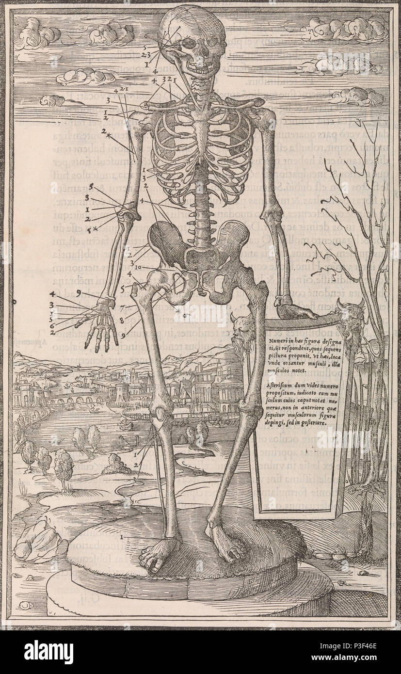 Scheletro anatomico illustrazione da De dissectione partium corporis humani libri tres da Charles Estienne pubblicato circa 1545 Foto Stock