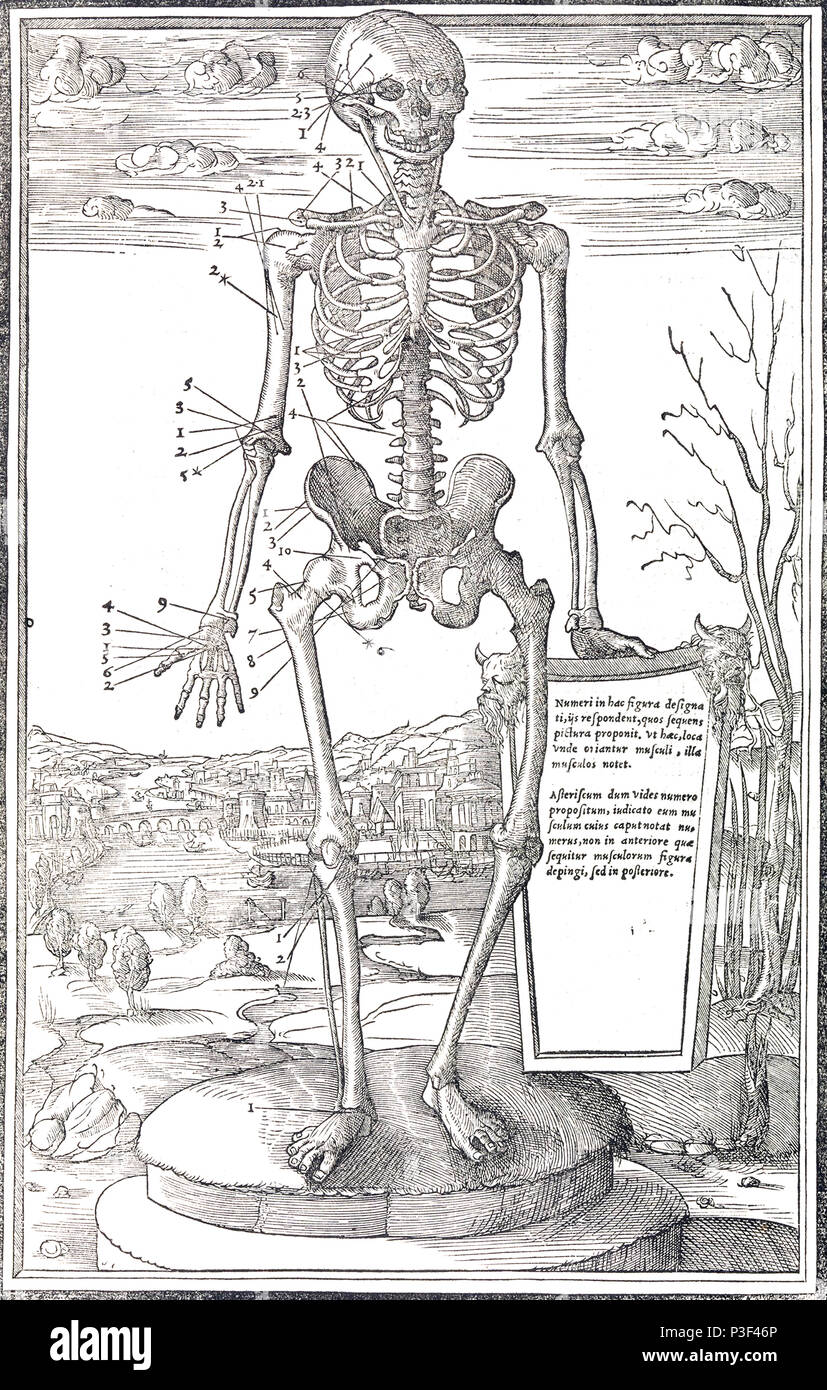 Scheletro anatomico illustrazione da De dissectione partium corporis humani libri tres da Charles Estienne pubblicato circa 1545 Foto Stock