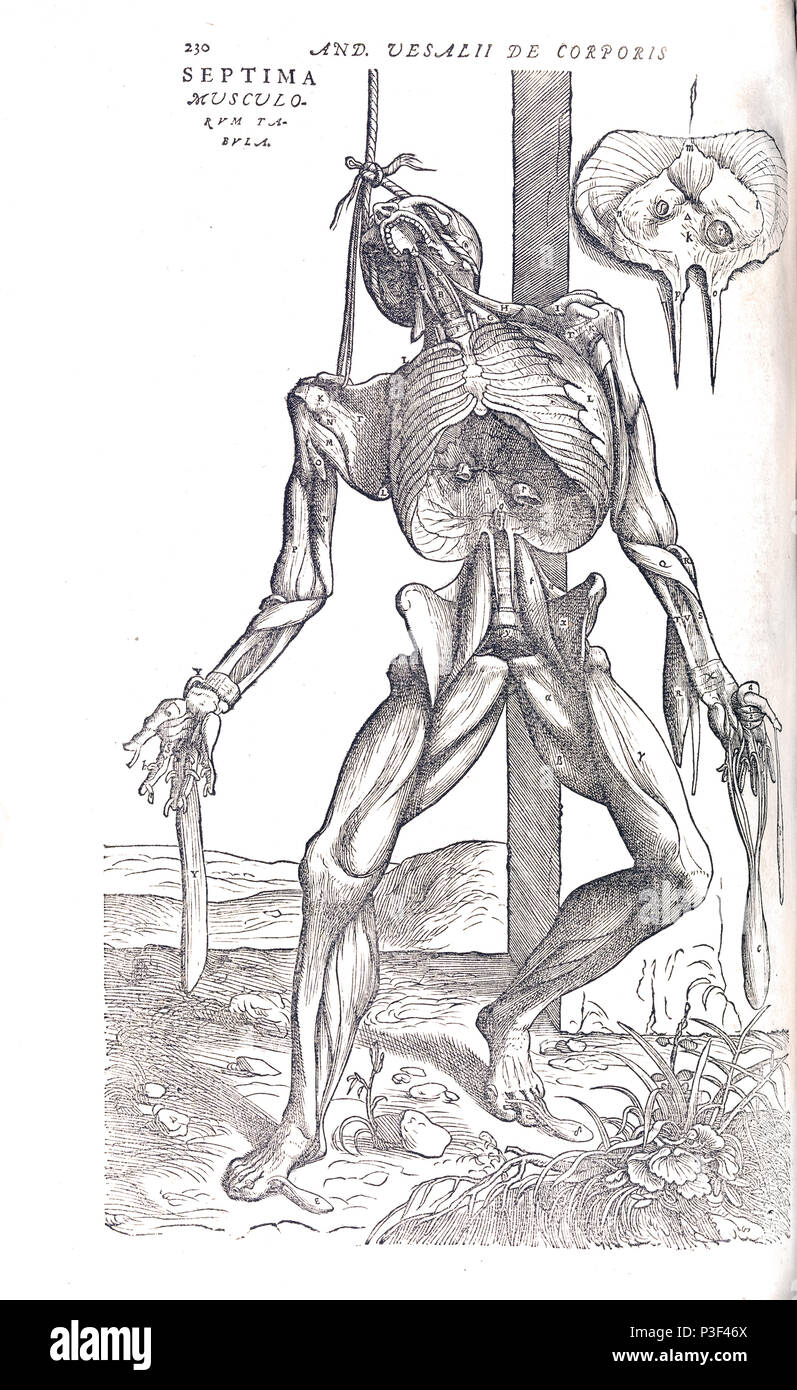 Scheletro anatomico Illustrazione da De humani corporis fabrica libri septem da Andreas Vesalius pubblicato circa 1543 Foto Stock