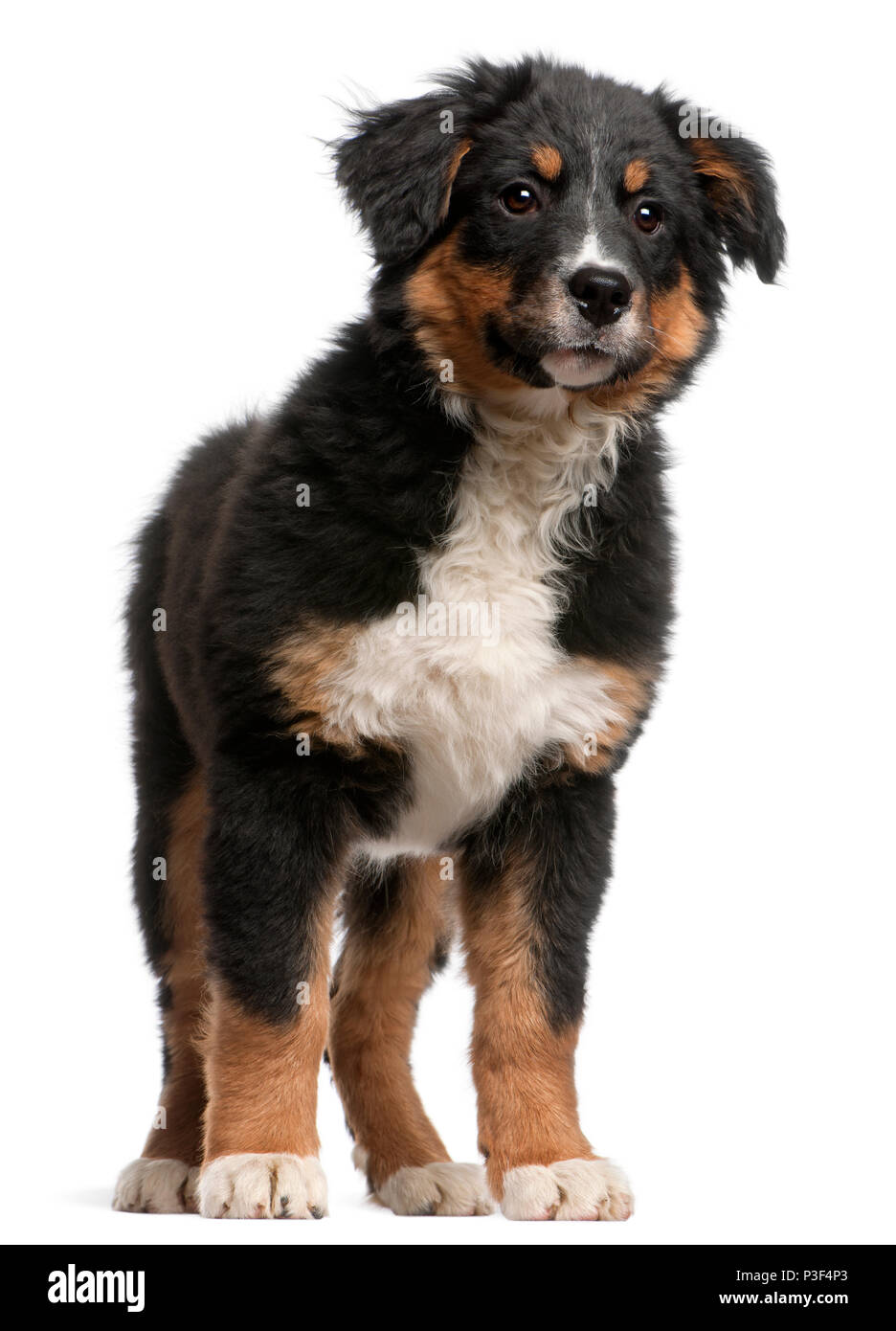 Bovaro del Bernese cucciolo, 5 mesi di età, in piedi di fronte a uno sfondo bianco Foto Stock