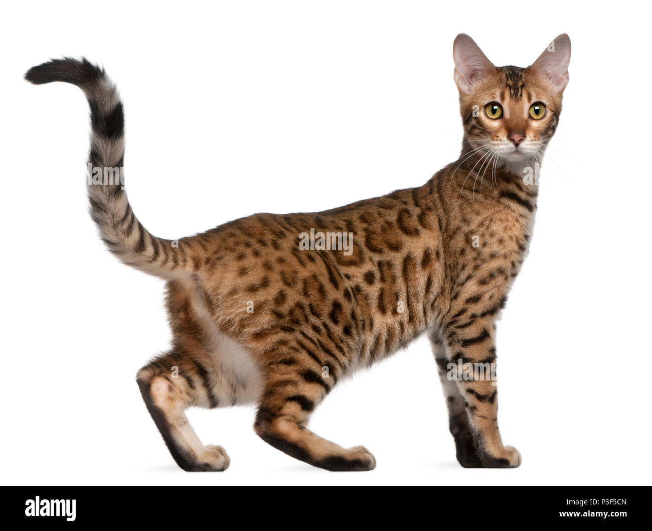 Il Bengala gattino, 6 mesi di età, di fronte a uno sfondo bianco Foto Stock