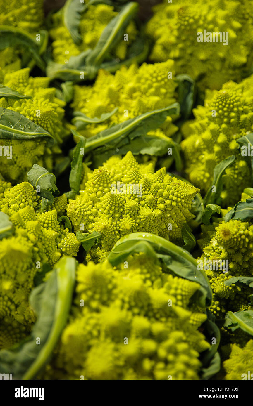 Colpo verticale di belle ed inconsuete Romanesco broccoli, alternativa vegetali per broccoli e cavolfiore al mercato degli agricoltori Foto Stock