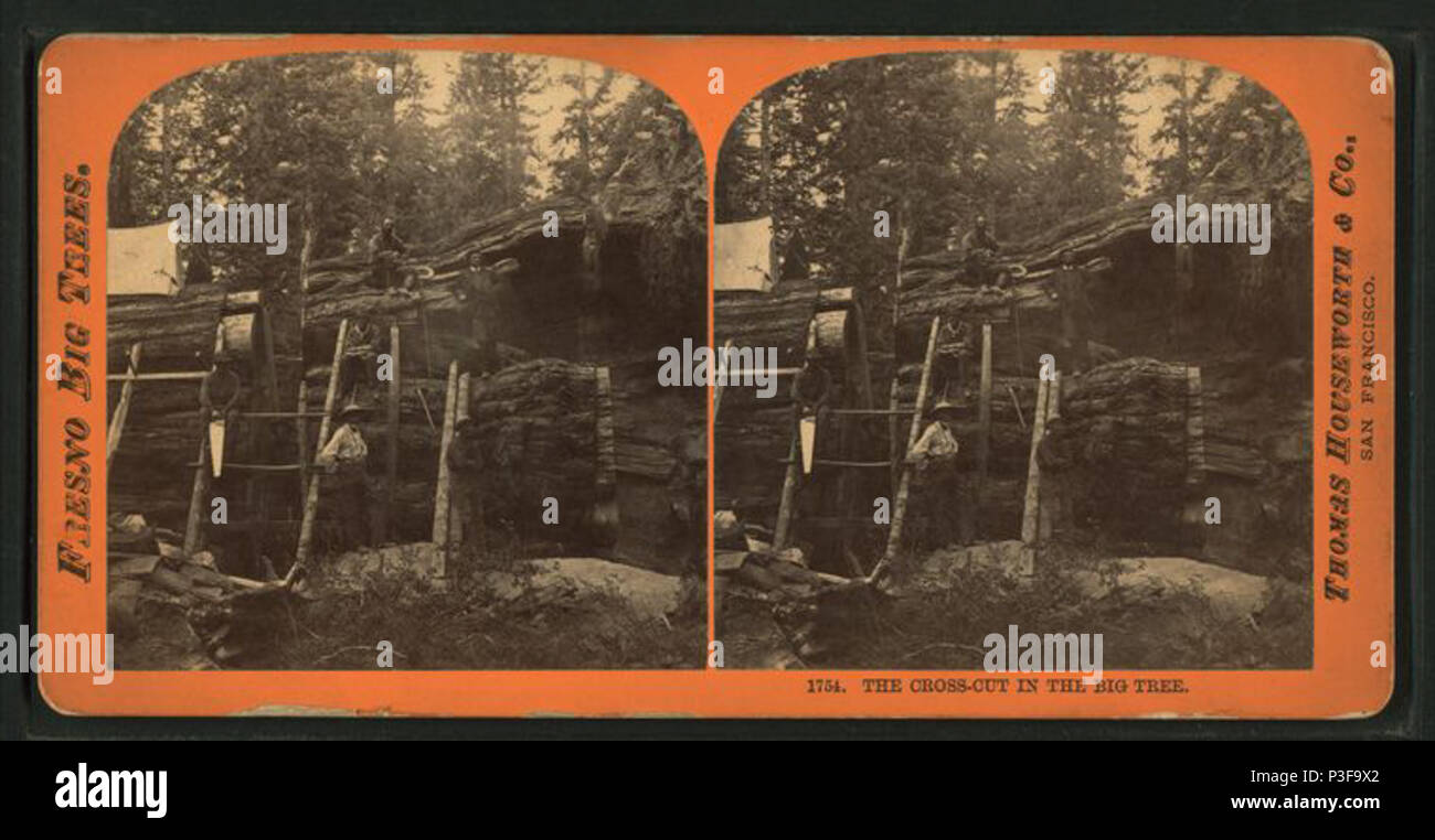 . Il cross-cut nel grande albero. Titolo alternativo: Fresno grandi alberi. Copertura: 1868?-1872?. Elemento digitale pubblicata 8-11-2006; aggiornato 6-25-2010. 305 Il cross-cut nel grande albero, da Thomas Houseworth &AMP; Co. 2 Foto Stock