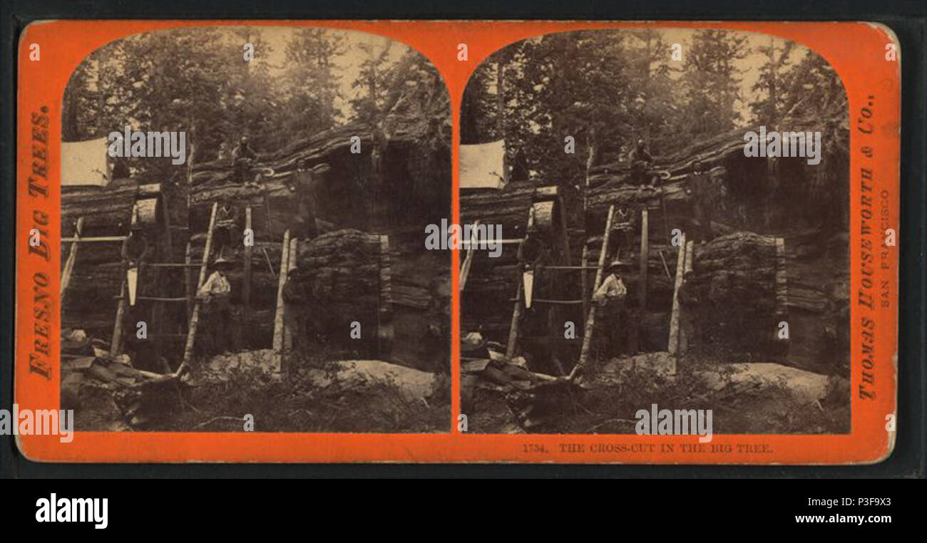 . Il cross-cut nel grande albero. Titolo alternativo: Fresno grandi alberi. Copertura: 1868?-1872?. Elemento digitale pubblicata 8-11-2006; aggiornato 6-25-2010. 305 Il cross-cut nel grande albero, da Thomas Houseworth &AMP; Co. Foto Stock
