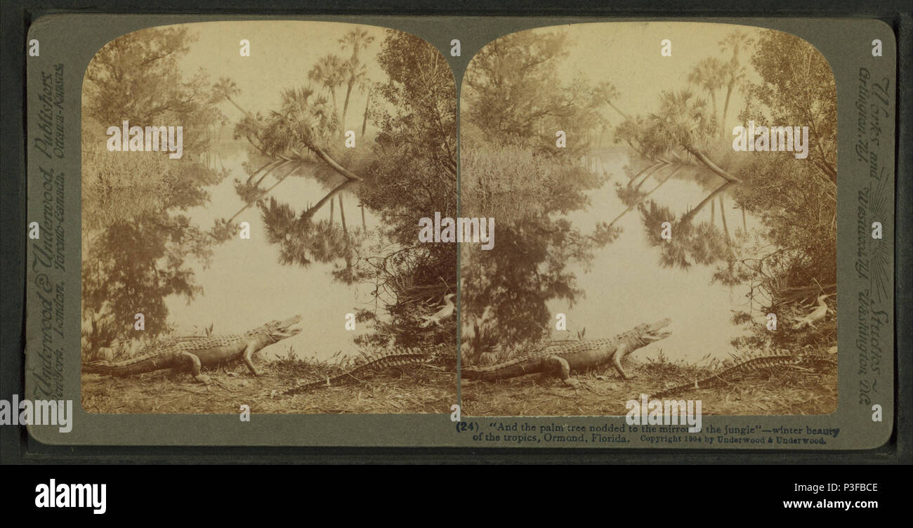 4 "e il palm tree annuì a specchio nella giungla" -- inverno la bellezza dei tropici, Ormond, Florida, da Underwood &AMP; Underwood Foto Stock