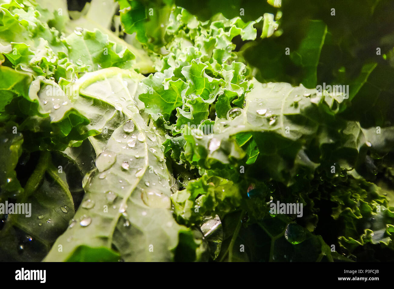 Inquadratura orizzontale di foglie di cavolo riccio al supermercato impilati in modo non uniforme con una forte fonte di luce artificiale Foto Stock