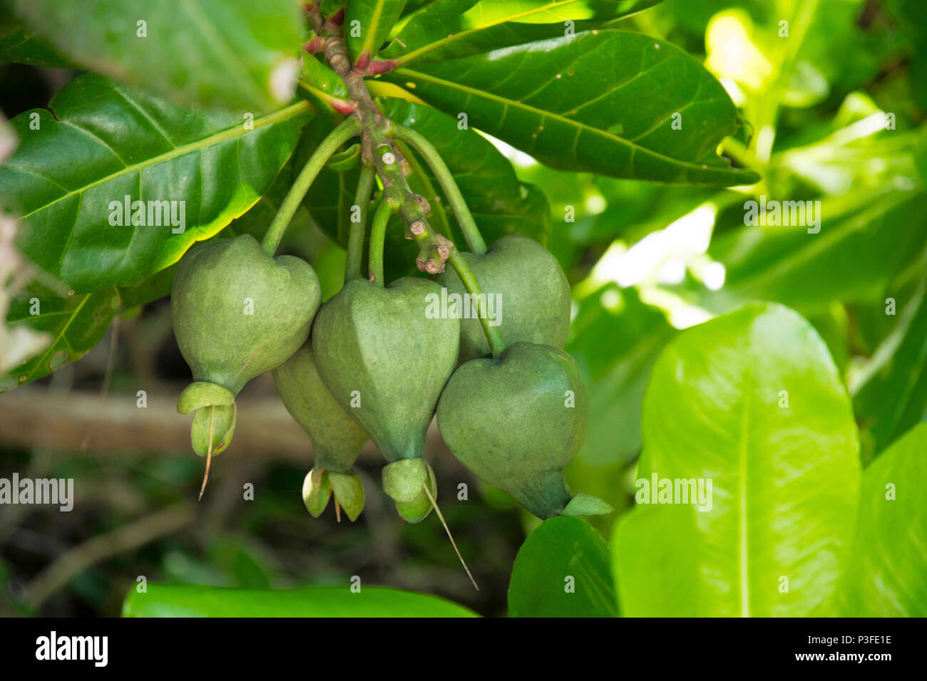 I frutti selvatici sulla spiaggia alberi, Havelock Island, Andaman Foto Stock