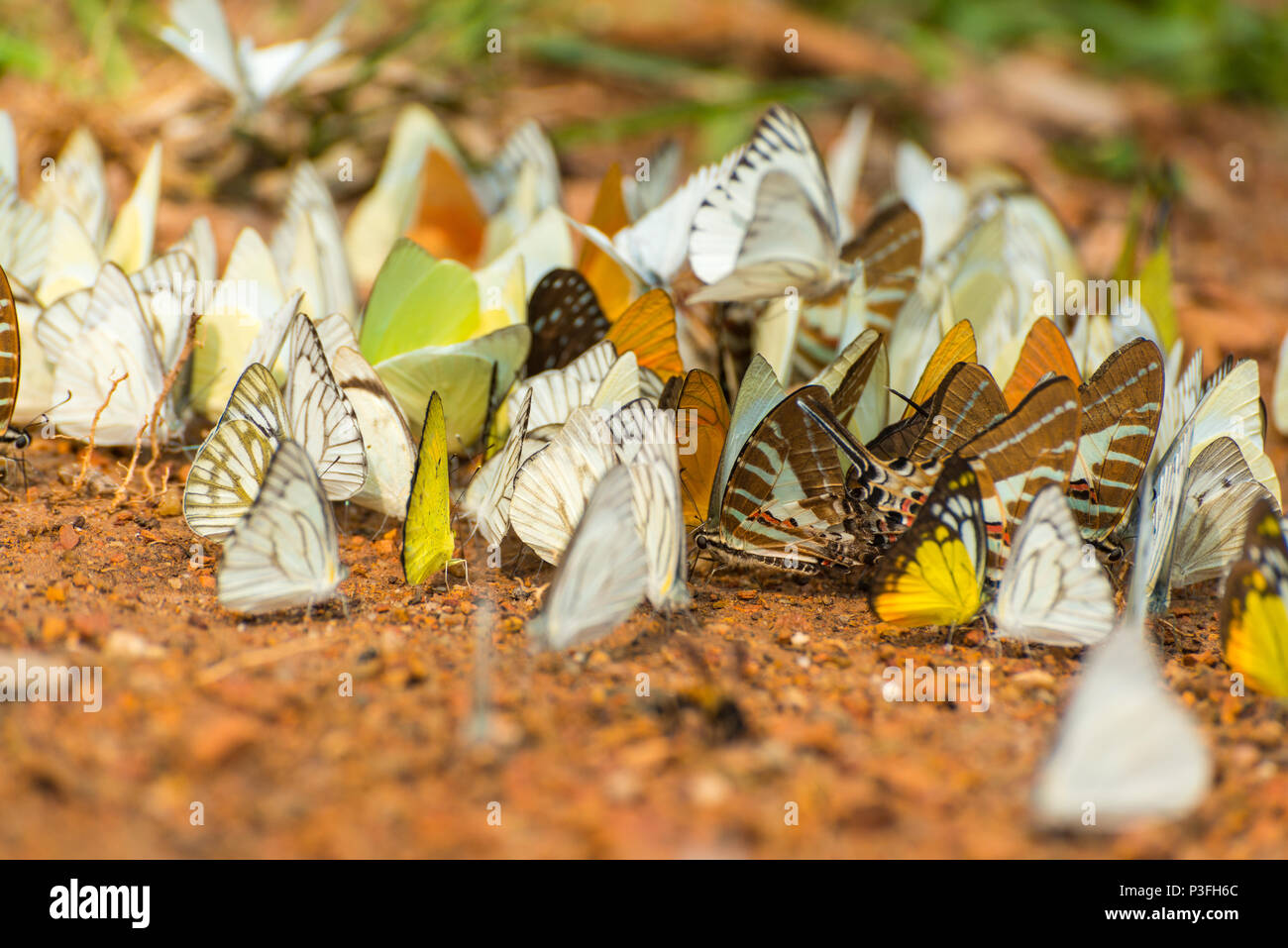 Gruppo di bellissime farfalle sul terreno in Thailandia parco nazionale Foto Stock