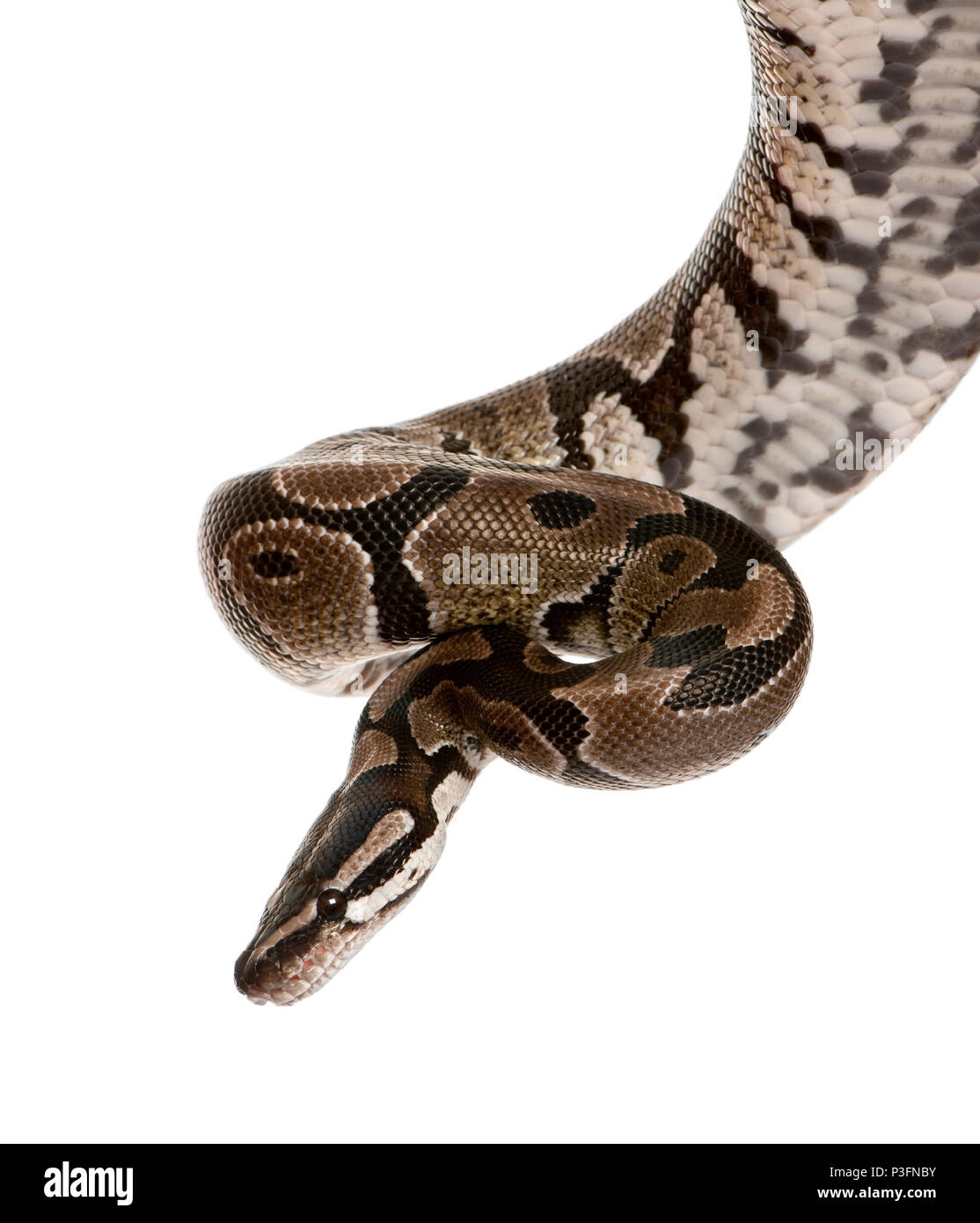 Python regius snake contro uno sfondo bianco, studio shot Foto Stock