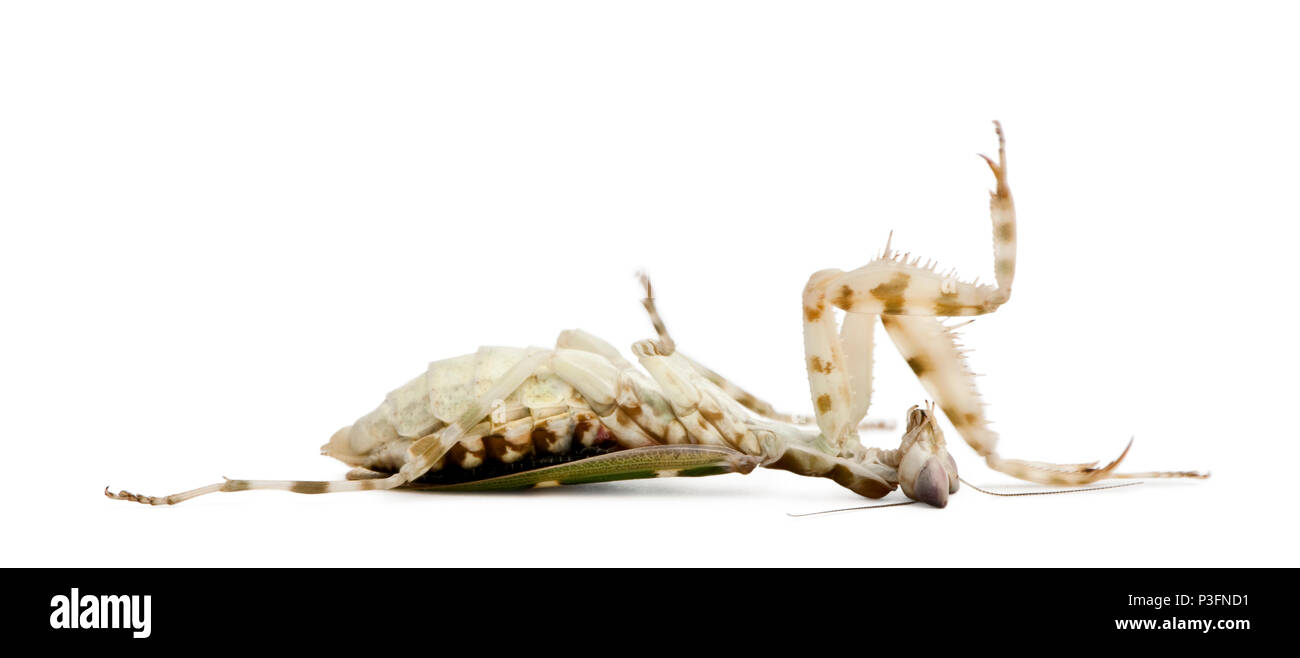 Creobroter o fiore Mantis, 1 mese vecchio, che giace contro uno sfondo bianco Foto Stock