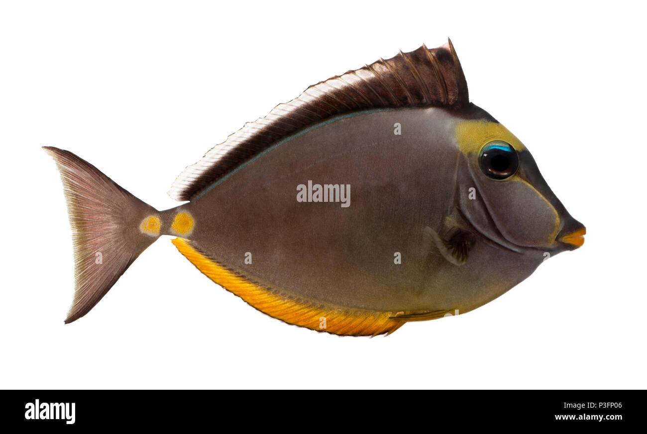 Orangespine unicornfish, Naso lituratus, di fronte a uno sfondo bianco Foto Stock