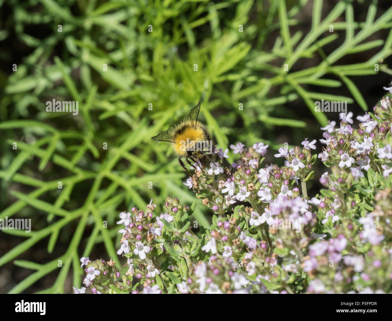 Una chiusura di un buff tailed Bumble Bee alimentazione su fiori di timo Foto Stock