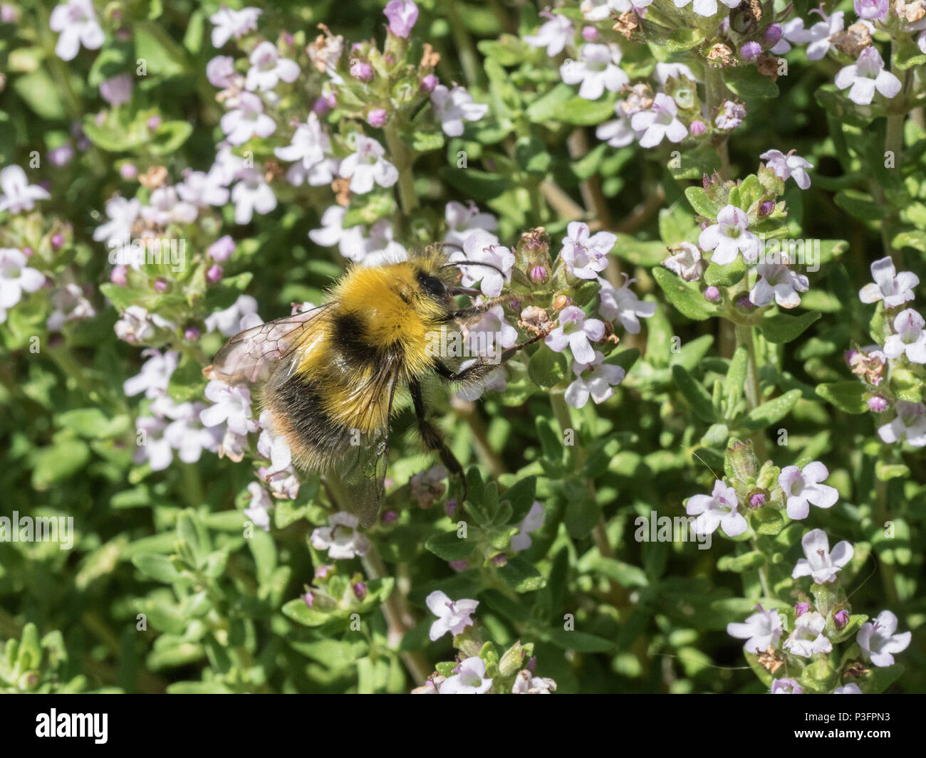 Una chiusura di un buff tailed Bumble Bee alimentazione su fiori di timo Foto Stock