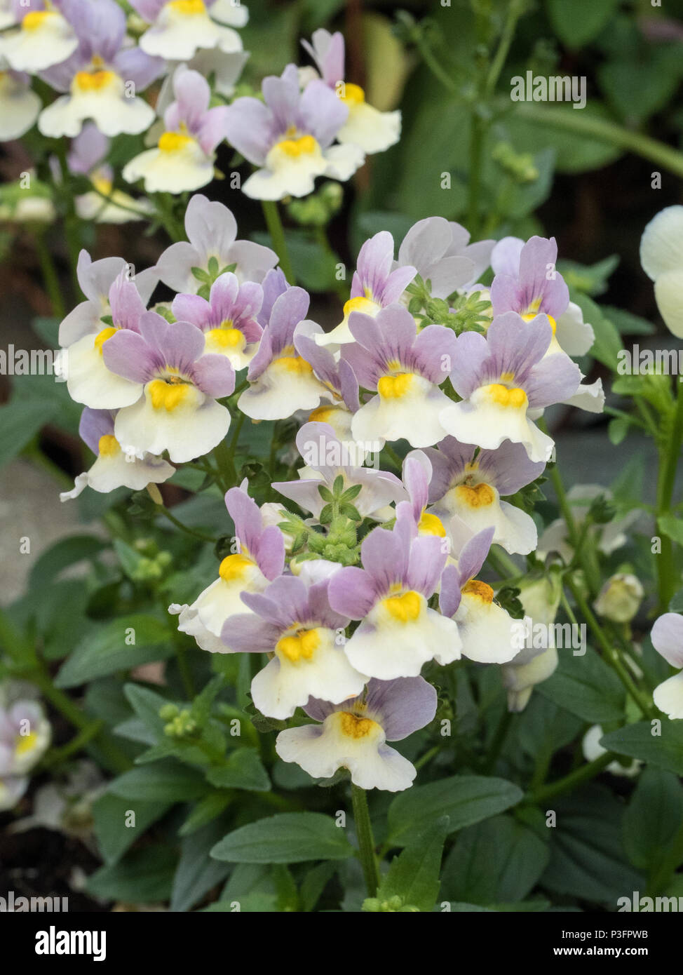 Un gruppo della lavanda e crema fiori di Nemesia Bicolor Foto Stock