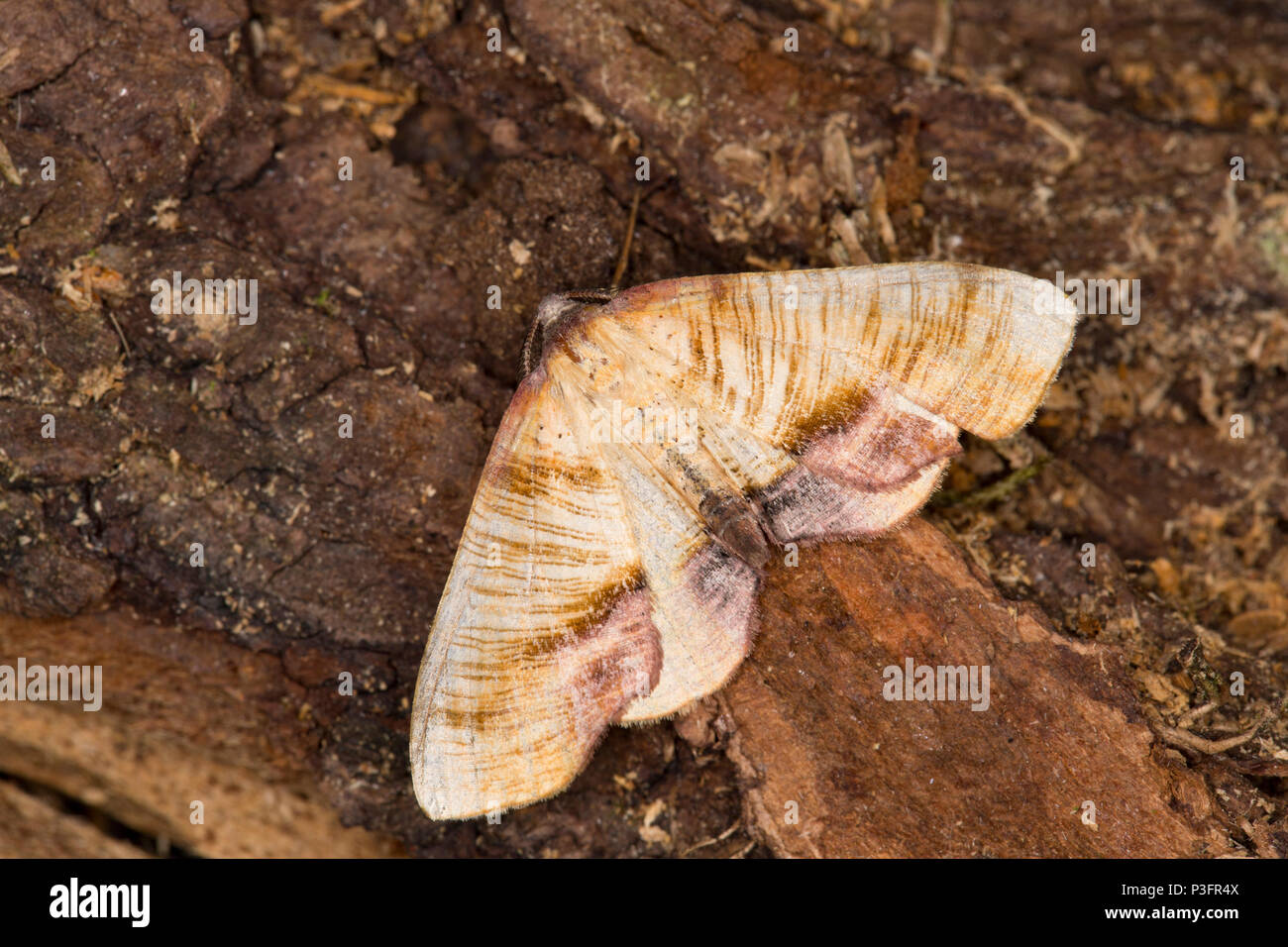 Un ala bruciata tarma Plagodis dolabraria, che è stato catturato in un vapore di mercurio falena trappola e fotografati prima di essere rilasciato. Lancashire nord ovest Foto Stock