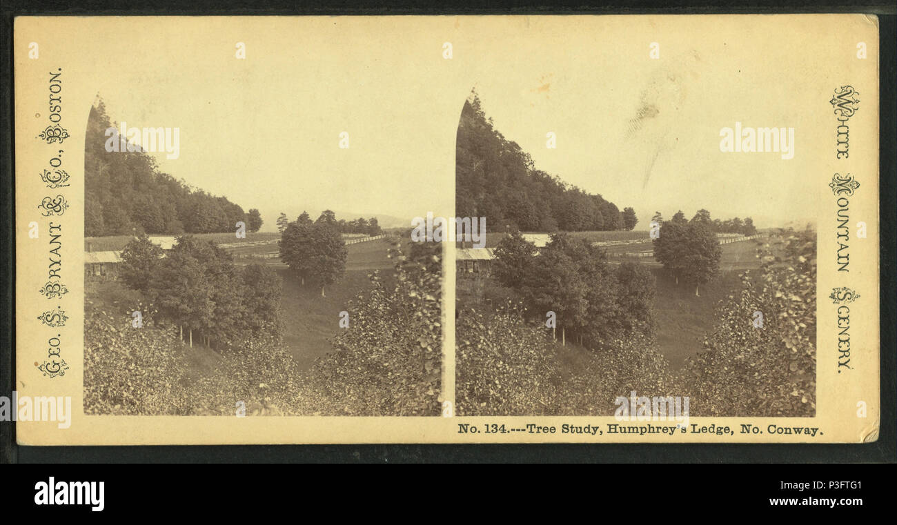 331 studio degli alberi, Humphrey's battuta, n. Conway, da George S. Bryant &AMP; Co. Foto Stock