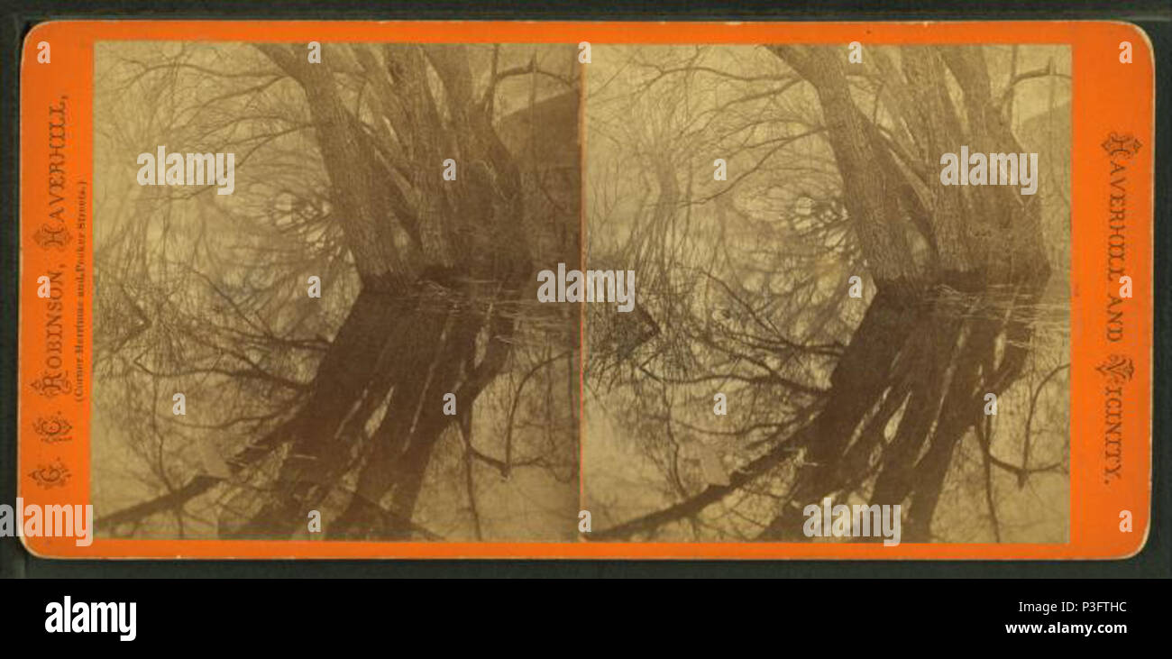 . Gli alberi si riflette nelle acque di esondazione. Titolo alternativo: Haverhill e dintorni. Copertura: 1865?-1880?. Fonte Imprint: 1865?-1880?. Elemento digitale pubblicata 8-31-2005; aggiornato 2-12-2009. 331 Alberi riflesso in acque di esondazione, da Godfrey Clive Robinson Foto Stock