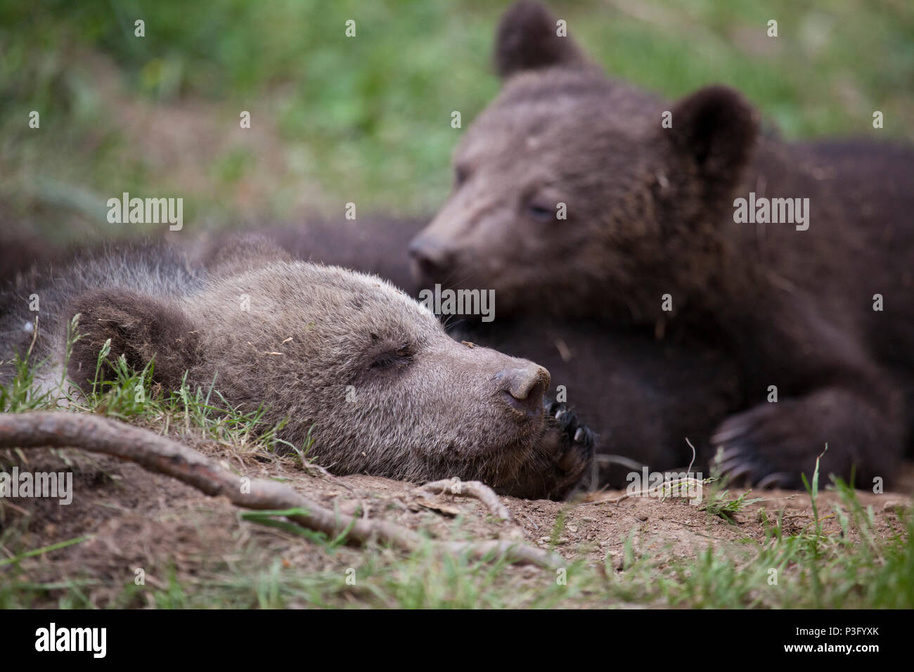 Bear Cub fratelli dormire a terra con occhi clsoed fino vicino Foto Stock