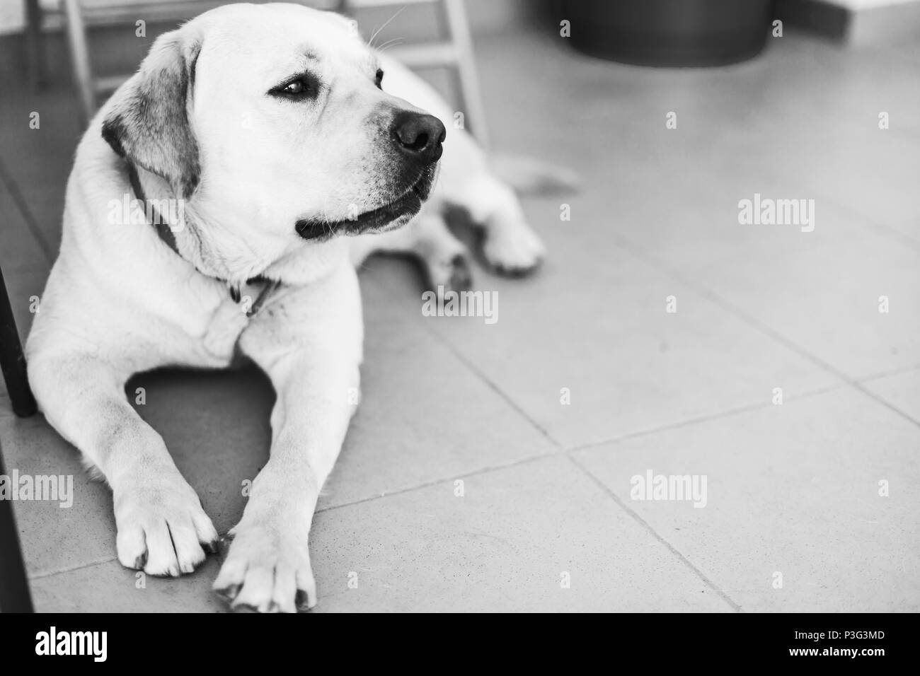 Foto in bianco e nero di bianco Labrador Retriever posa su pavimento piastrellato Foto Stock Foto in bianco e nero di bianco Labrador Retriever posa su pavimento piastrellato Foto Stock