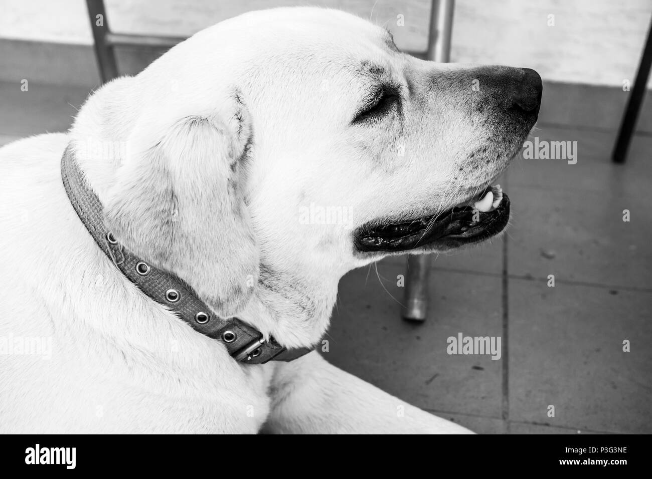 Ritratto in bianco e nero di bianco Labrador Retriever posa sul pavimento Foto Stock Ritratto in bianco e nero di bianco Labrador Retriever posa sul pavimento Foto Stock