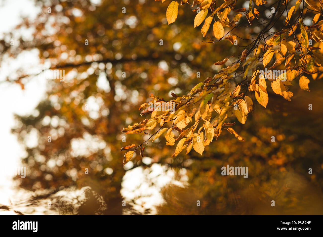 Giallo arancio Foglie di autunno sul ramo di albero Foto Stock