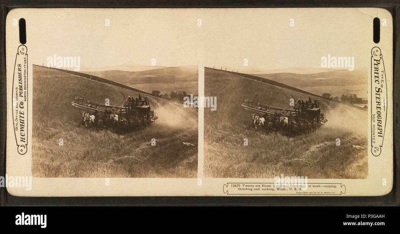 334 ventisei cavallo trebbiatrice combinato al lavoro, mietitura, trebbiatura e saccheggi, nello Stato di Washington, USA, da Robert N. Dennis raccolta di vista stereoscopica 2 Foto Stock