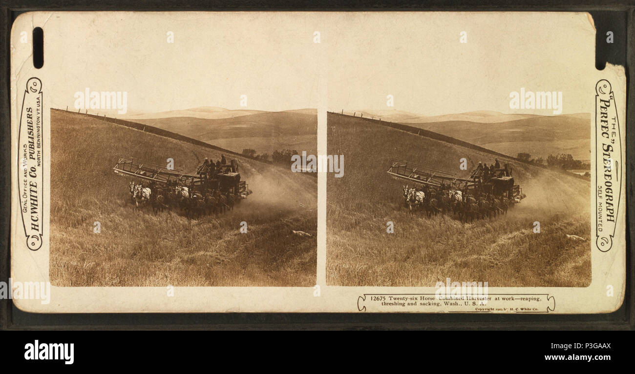 . Inglese: ventisei cavallo trebbiatrice combinato al lavoro, mietitura, trebbiatura e saccheggi, nello Stato di Washington, U.S.A. Titolo alternativo: la "sposa perfettamente' Stereografia. 12675. Data di pubblicazione: 1905. Copertura: 1905. Fonte Imprint: 1870?-1920?. Elemento digitale pubblicata 1-25-2006; aggiornato 2-13-2009. 334 ventisei cavallo trebbiatrice combinato al lavoro, mietitura, trebbiatura e saccheggi, nello Stato di Washington, USA, da Robert N. Dennis raccolta di vista stereoscopica Foto Stock
