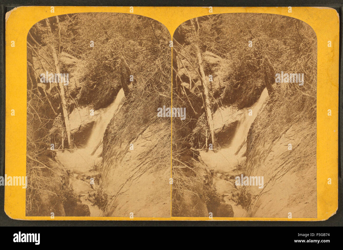 35 cade di betulla, da Hillers John K., 1843-1925 Foto Stock