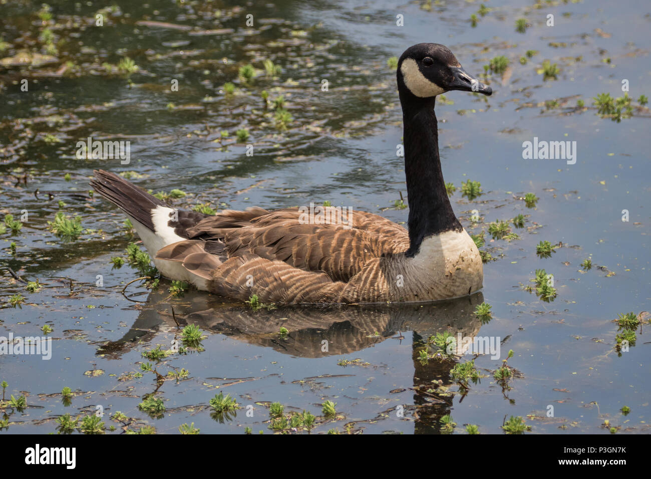 Canada Goose (Branta canadensis) all'Huntsville Giardino Botanico, Madison County, Alabama, STATI UNITI D'AMERICA Foto Stock