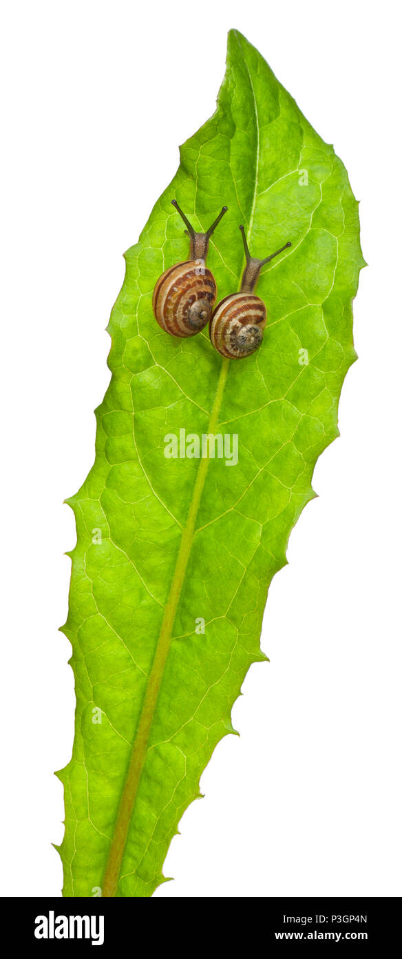 Due Bianco Garden lumache o Mediterraneo, lumaca Theba pisana, di fronte a uno sfondo bianco Foto Stock