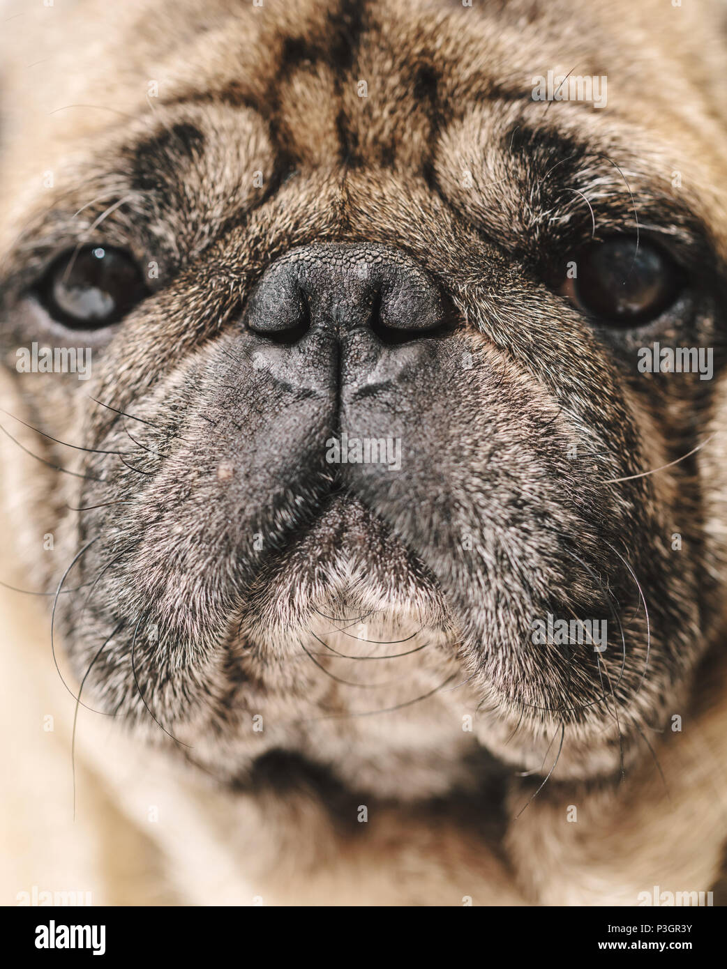 Ritratto di cane di razza pug, museruola closeup Foto Stock
